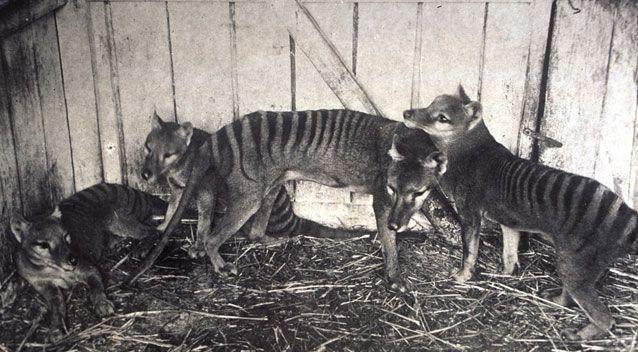 Tasmanian tiger: The plan to bring 'a dingo with a pouch' back