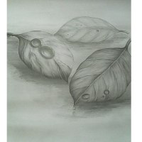 Studies - Jasmin Haque