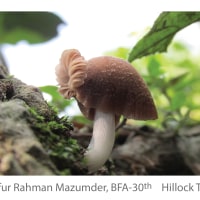 Hillock Toadstool - Md. Arifur Rahamn Mazumder