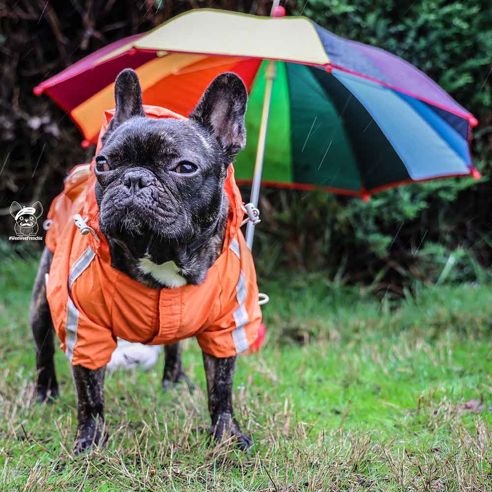 5 Must-have Items for Walking Your Dog in the Rain