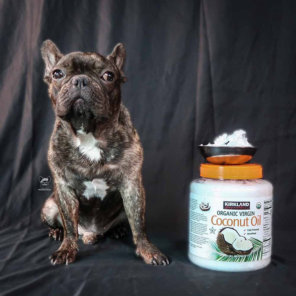 Why You Should Be Using Coconut Oil For Your Dog