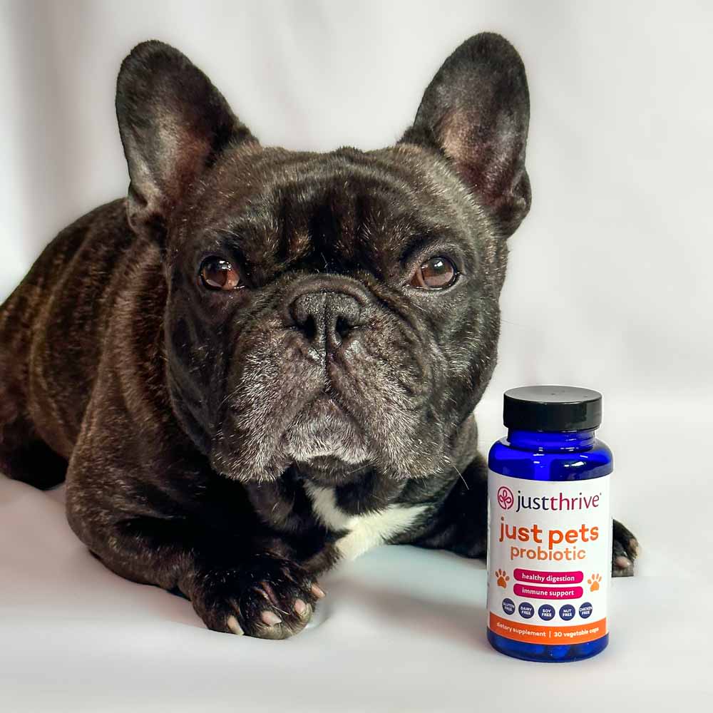 What are probiotics? Why and when should I give them to my dog or