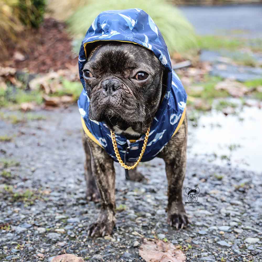 Best Dog Raincoats