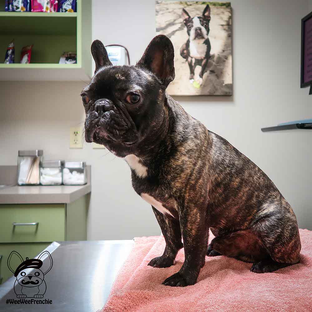 Do You Need a Breed-specific Vet?