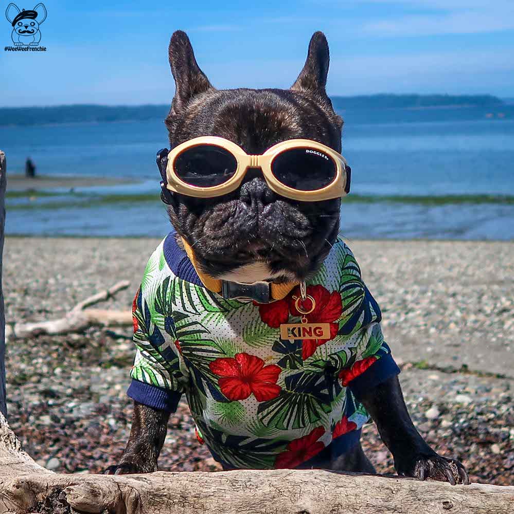 French bulldog hot sale goggles