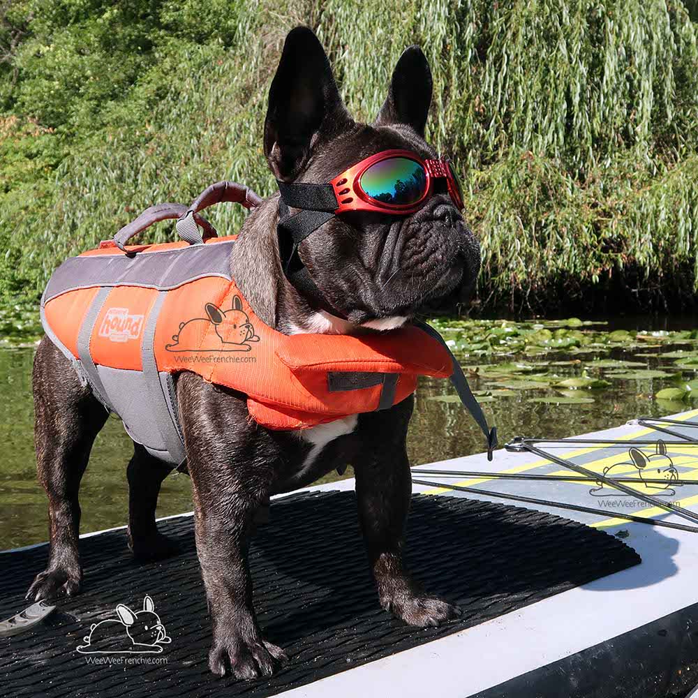 natural dog sunscreen