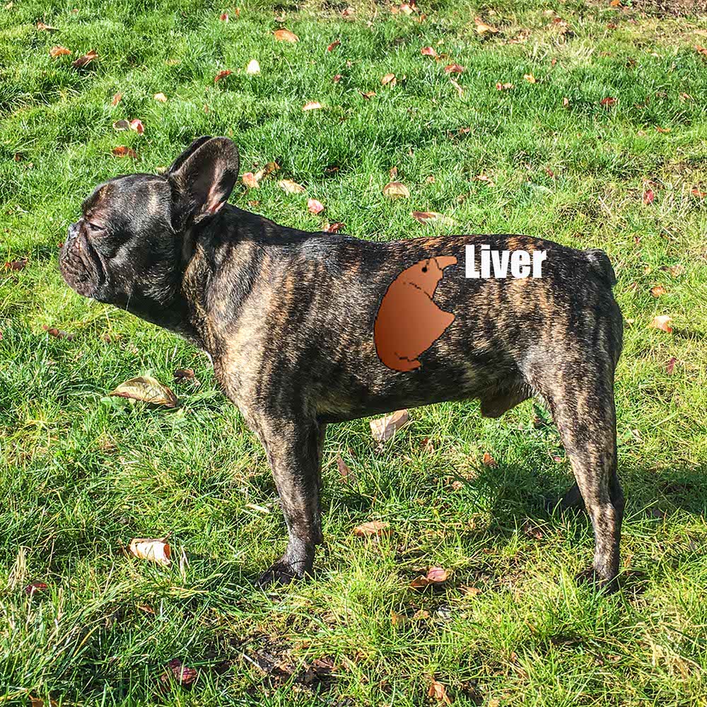 Liver Biopsies in Dogs