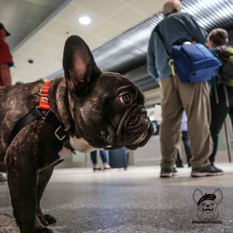 French bulldog sale air travel