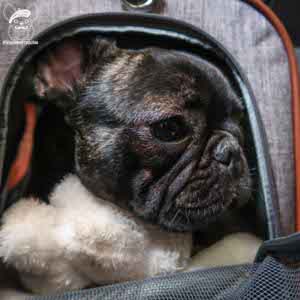 can french bulldogs fly on planes