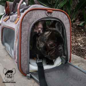 French bulldog hot sale airplane carrier