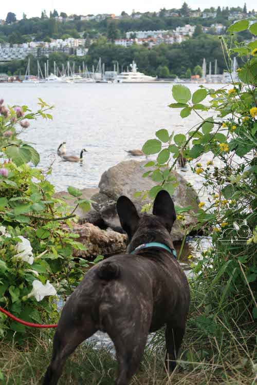 is goose poop harmful to dogs