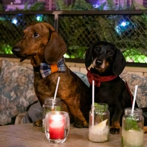 Barking Brunch