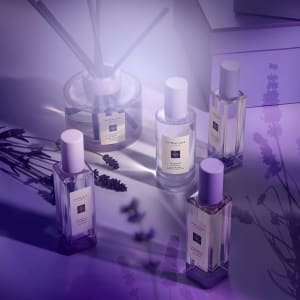 Lavenderland Launch